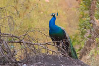 Paon bleu / Bandhavgarh National Park (Inde), mars 2015